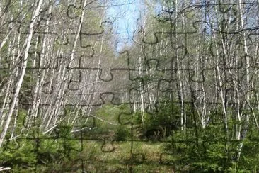 Trail? What trail?