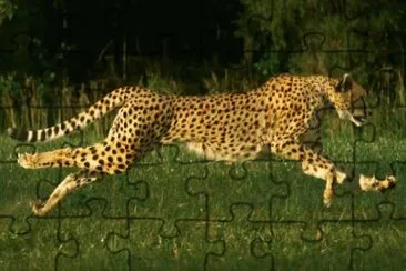 cheetah jigsaw puzzle