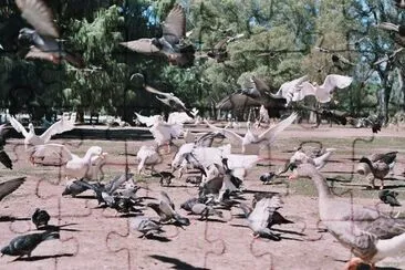 patos y palomas