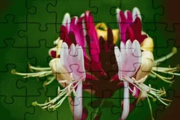 june2 jigsaw puzzle