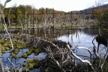 פאזל של Laguna Negra. Tierra del Fuego. Argentina