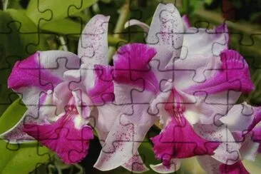 imagens jigsaw puzzle