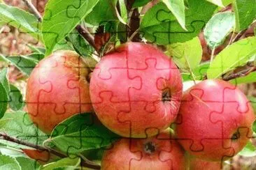imagens jigsaw puzzle