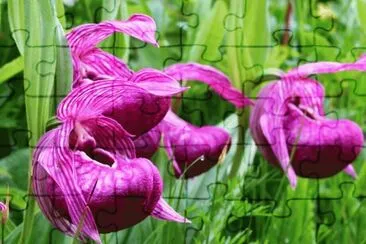 imagens jigsaw puzzle