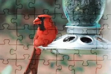 Cardinal jigsaw puzzle