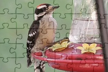 Downy Woodpecker jigsaw puzzle