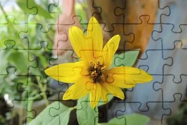 Sunflower jigsaw puzzle
