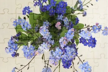 Forgetmenot