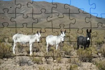curiosos jigsaw puzzle