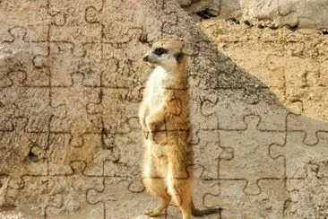 פאזל של suricata