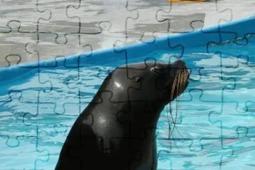 lobo marino jigsaw puzzle