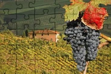 salada jigsaw puzzle