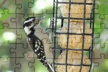 Downy Woodpecker jigsaw puzzle