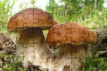 gemelos