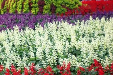 salvia splendens jigsaw puzzle