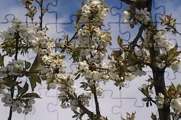 cerisier en fleurs