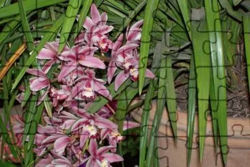 orquÃ­deas dendrobium jigsaw puzzle