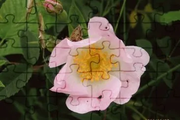 פאזל של fleurs