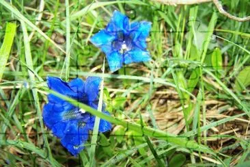 פאזל של Fleurs bleues