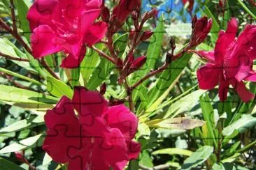 Lauriers rouges jigsaw puzzle