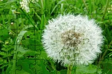Dandelion