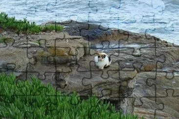 gatos marplatenses jigsaw puzzle