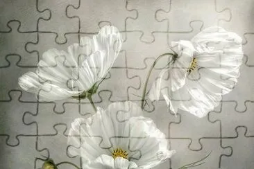 פאזל של imagens