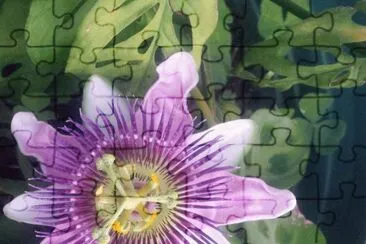 פאזל של flor