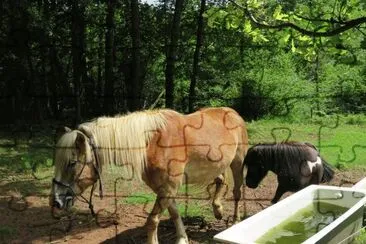 inseparabili jigsaw puzzle