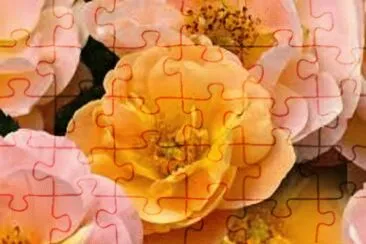פאזל של é¬±é‡‘é¦™