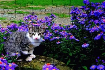 gato