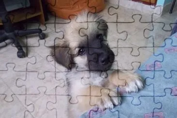 Tobi 2 jigsaw puzzle