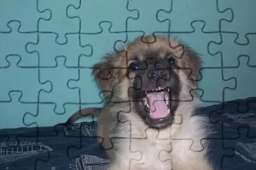 Tobi 3 jigsaw puzzle