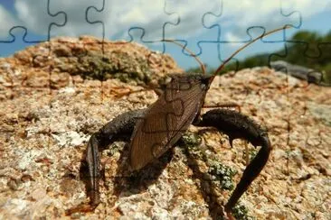 Barbeiro - Transmissor doença de chagas jigsaw puzzle