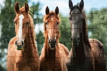 Cavalos 51