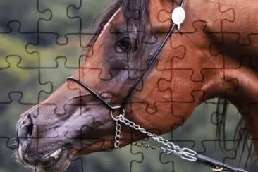 Cavalos 56 jigsaw puzzle