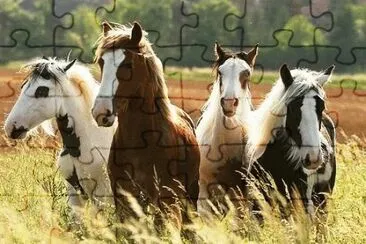Cavalos 61 jigsaw puzzle