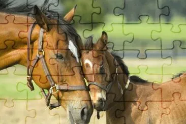 Cavalos 62 jigsaw puzzle