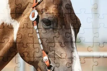 Cavalos 63 jigsaw puzzle