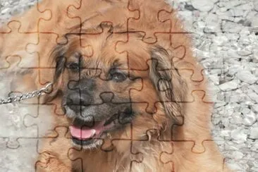 Lucky jigsaw puzzle