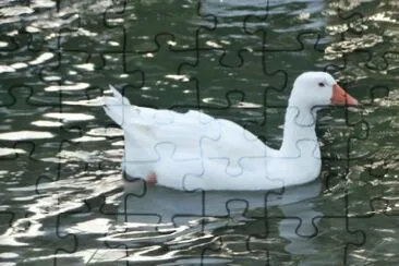 Duck Quack! jigsaw puzzle