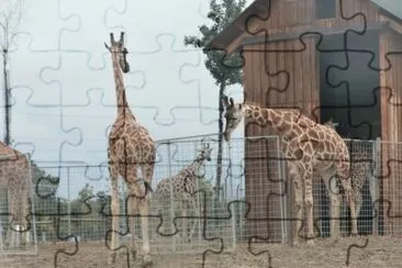 Giraffe jigsaw puzzle