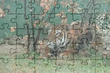 Tigre in agguato jigsaw puzzle