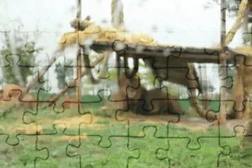 Leone sotto la pioggia jigsaw puzzle