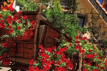 flores na carroÃ§a