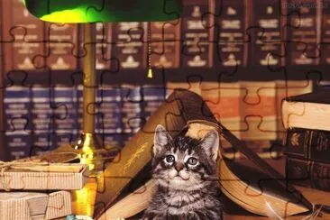 Gatos 1 jigsaw puzzle