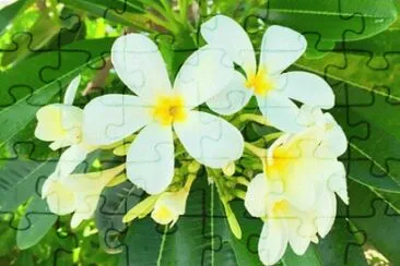 é›žè›‹èŠ±