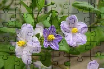imagens jigsaw puzzle
