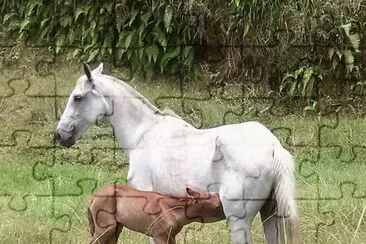 Égua amamentando a sua cria