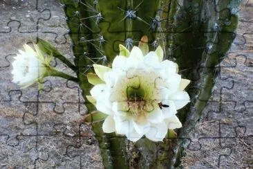Cacto Branco